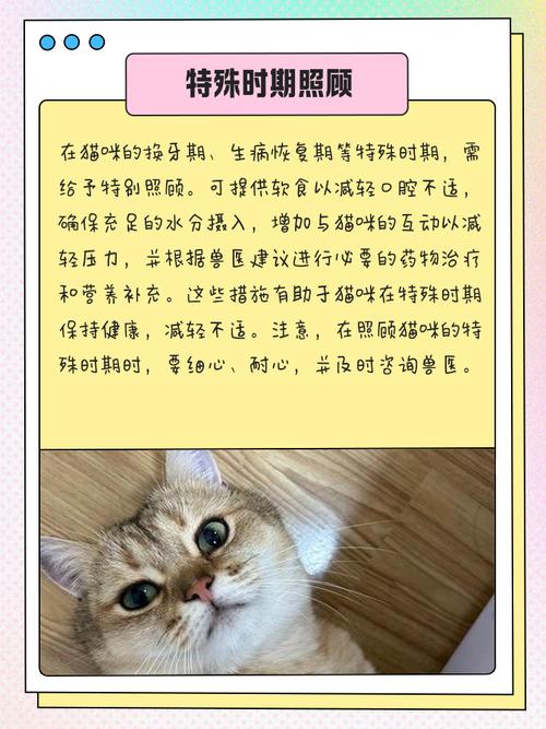 小猫感冒了,怎么办?