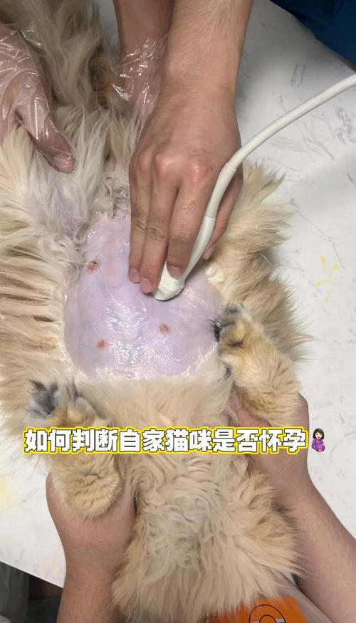 猫咪怀孕有什么变化?