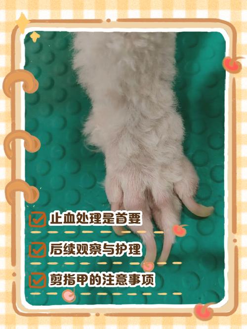 狗狗剪指甲剪到血线怎么止血