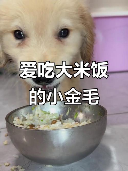 金毛犬能吃白米饭吗?