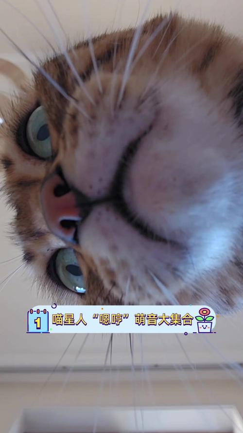 猫咪发出嗯嗯声像撒娇