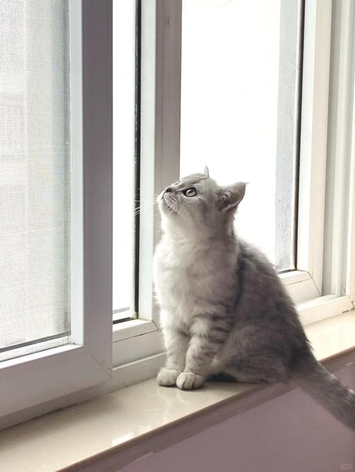 猫咪发出嗯的声音