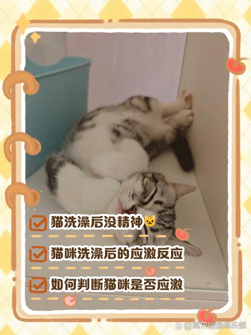 猫洗完澡之后不活泼了这是正常情况吗?