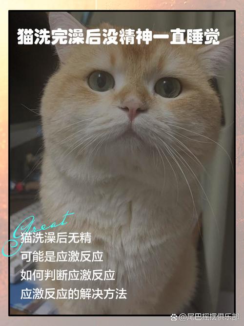 猫洗完澡后没精神