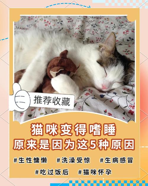 猫咪洗澡后没有精神一直睡觉是怎么回事?