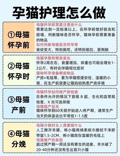 猫咪怀孕50天需要注意什么