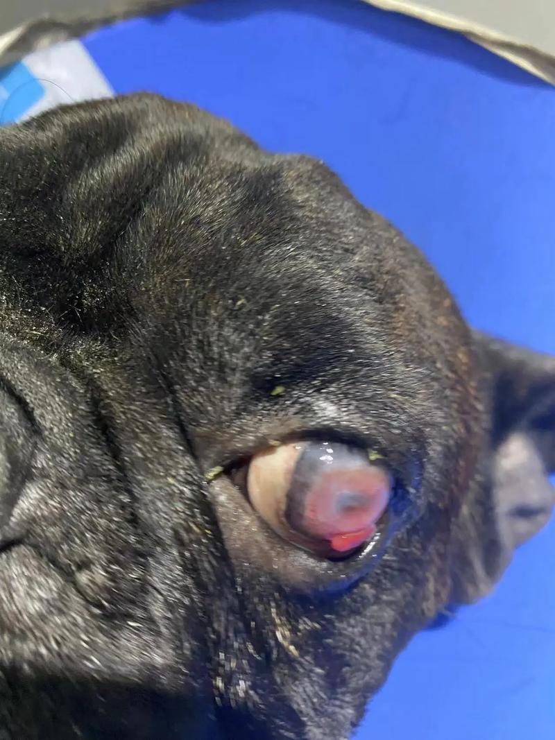 狗狗内出血有什么症状?