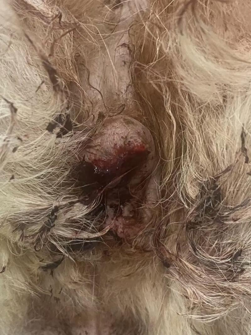 狗狗出血性肠炎是什么病怎么治