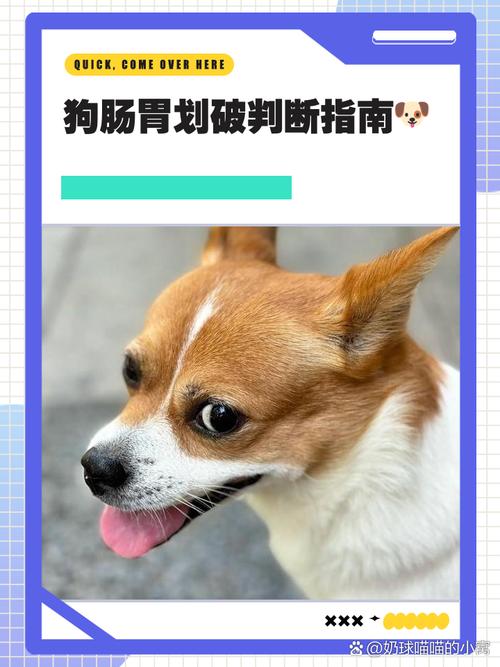 狗狗吐褐色液体是血吗