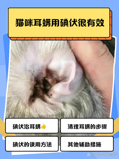 如何用碘伏给猫咪的伤口消毒?