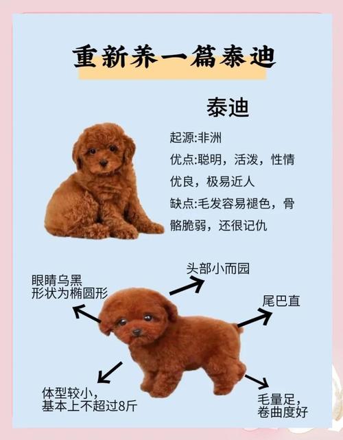 泰迪能不能吃坚果