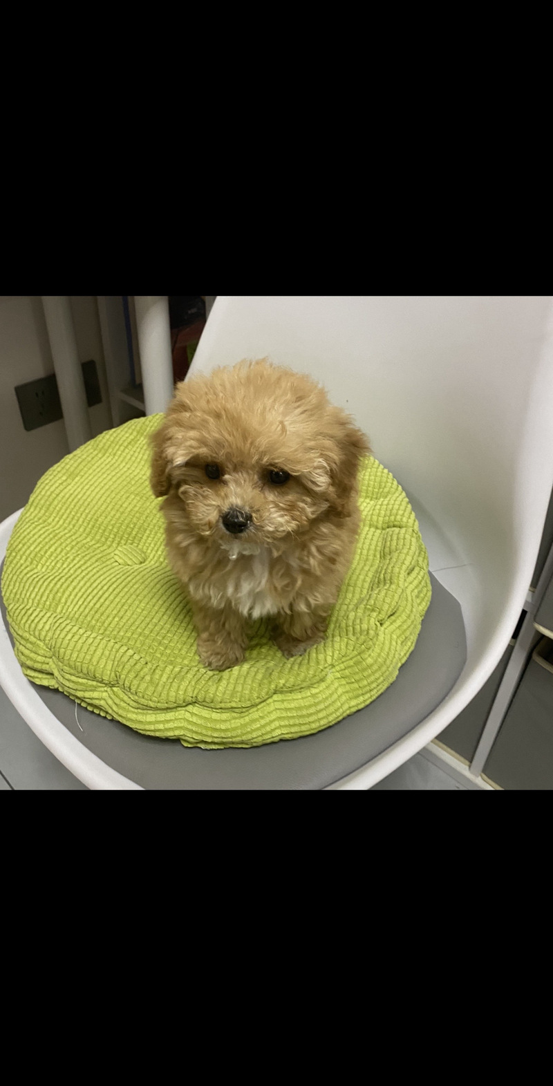 泰迪狗能吃核桃吗