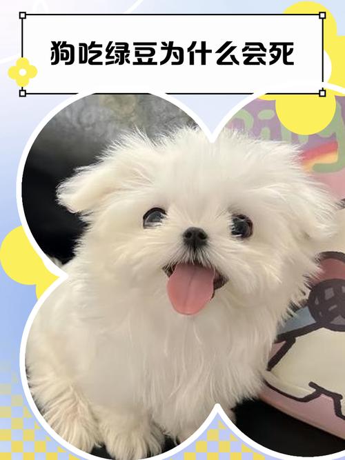 狗狗可以吃大米绿豆粥吗