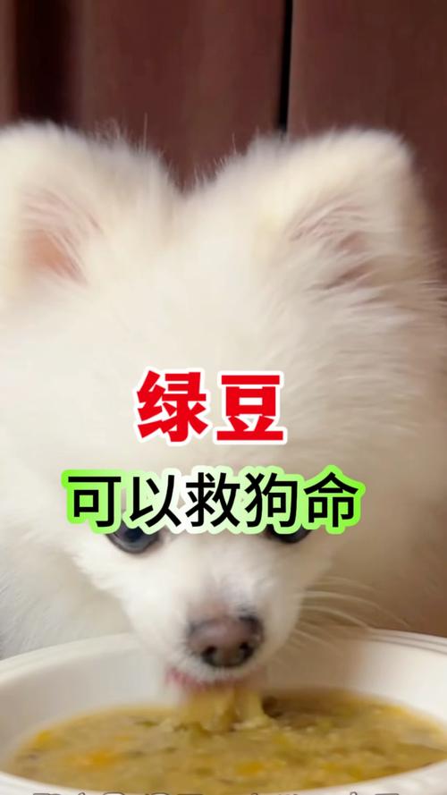 狗狗能吃绿豆吗