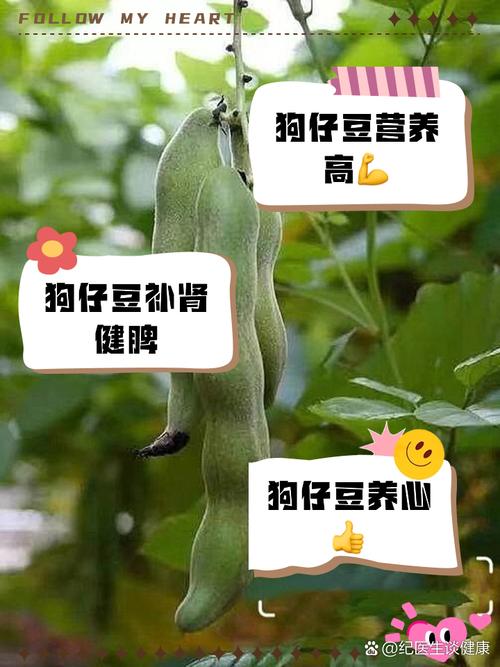 狗吃绿豆有什么副作用