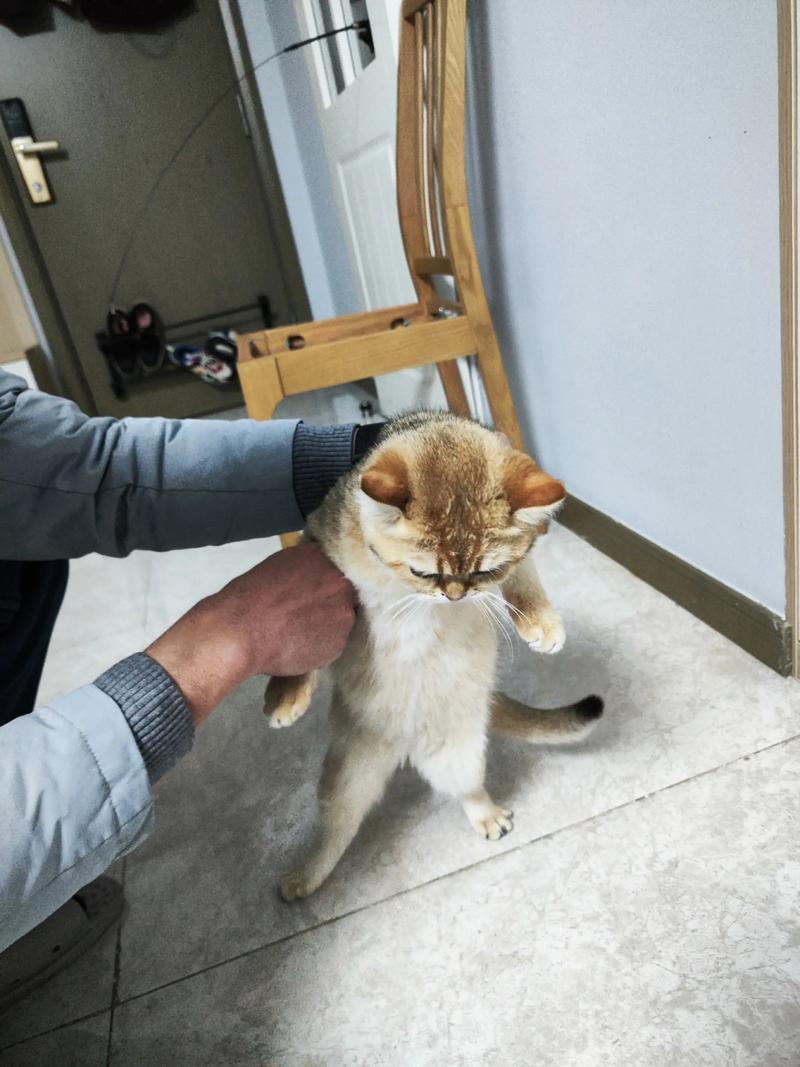 母猫隔多久可以生第二窝