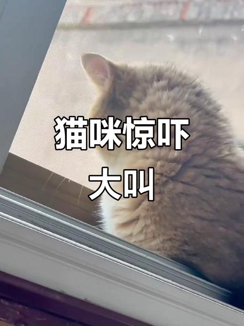 猫咪为什么会怕突然发出的声音?