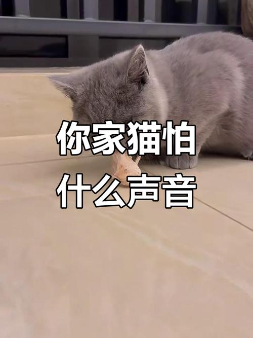 猫咪为什么会害怕铃铛