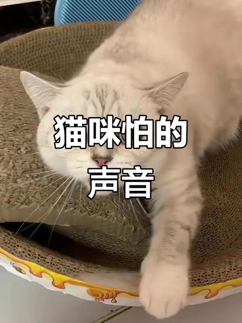 猫咪为什么害怕丝丝的声音