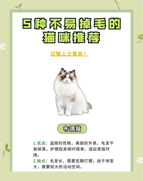 猫咪掉毛严重怎么办最有效的方法