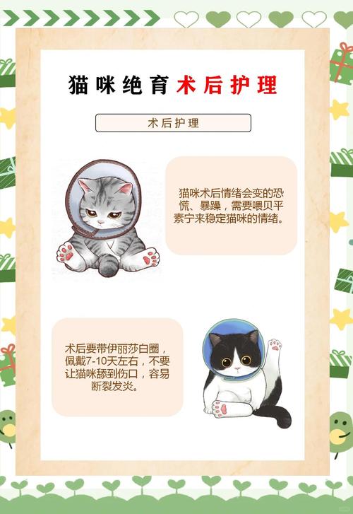 猫咪在手术之后的照顾及注意事项,猫咪做绝育手术必看!