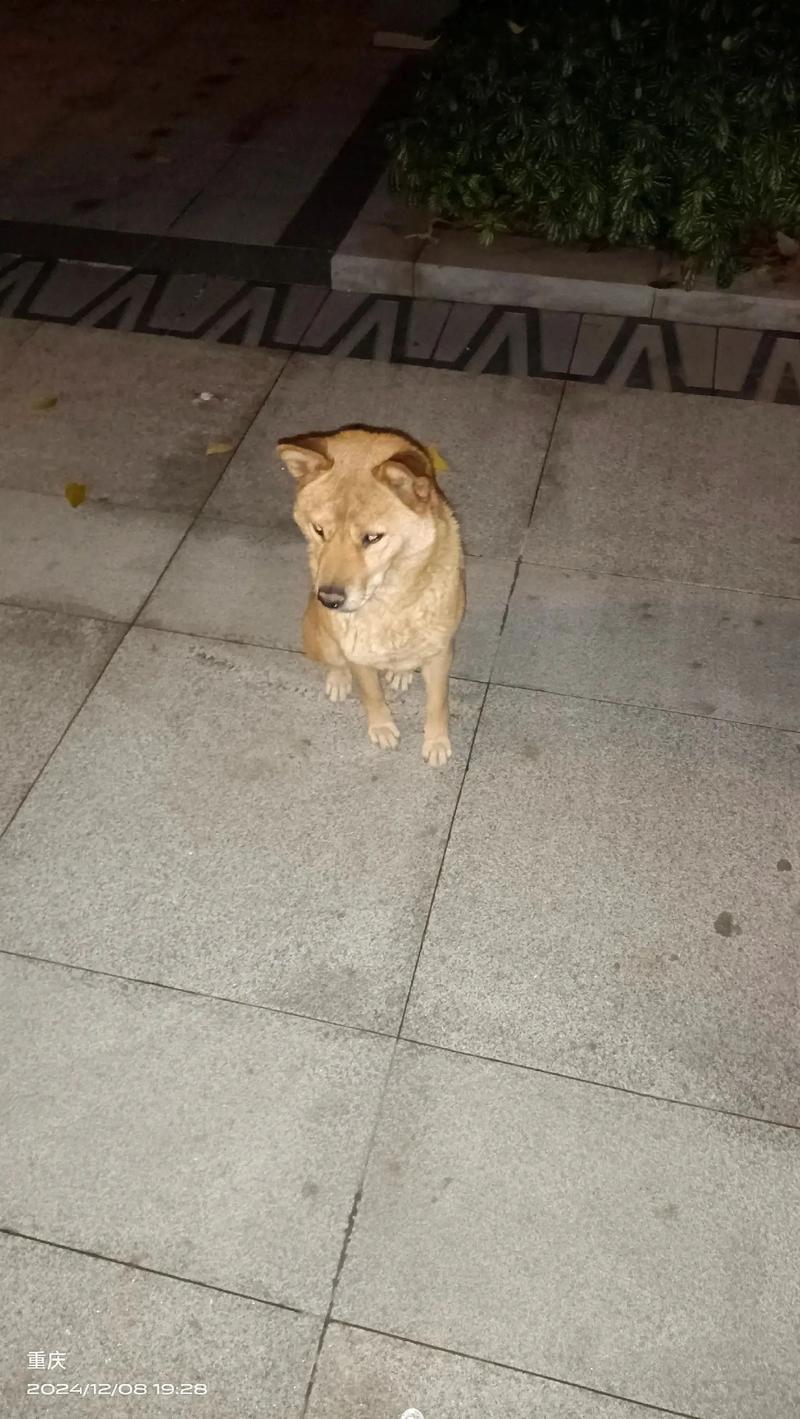 我家上一年种了一盆黄皮!我家的狗狗整天去吃那棵黄皮苗的叶子!但是其他...