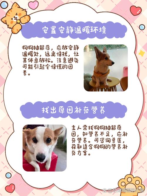 狗狗腿部抽筋怎么办