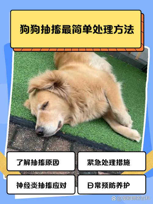 狗狗抽筋最快解决方法