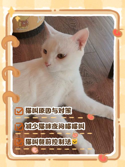如何让自己家的猫咪不再叫?