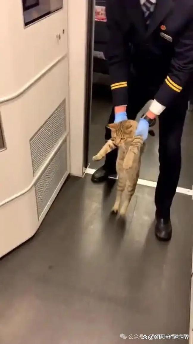 猫火车托运需要什么证明?