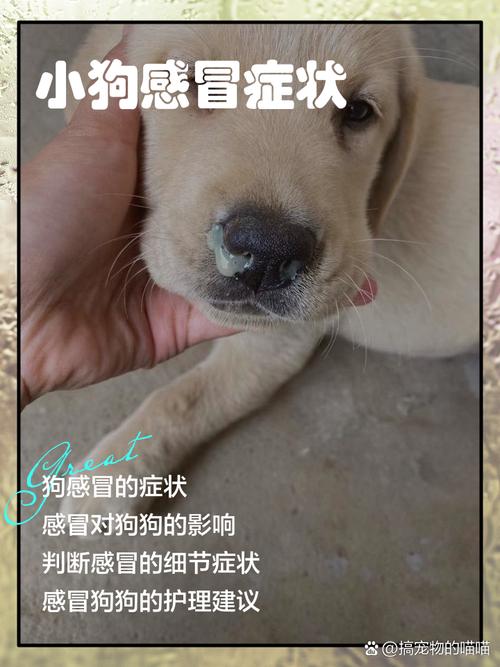 小狗呼吸道感染症状
