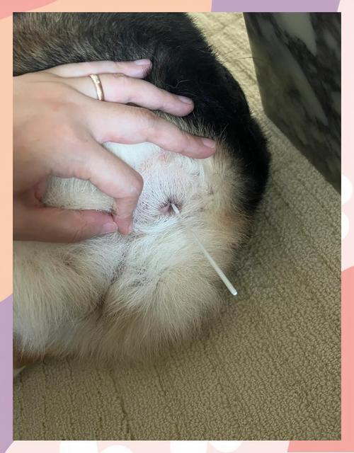 怎么判断狗狗到底有没有弓形虫