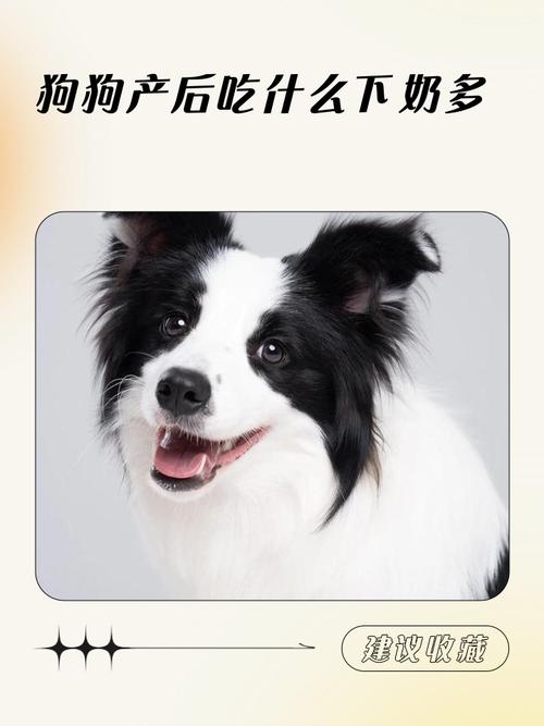 两个月狗狗怎么补充营养