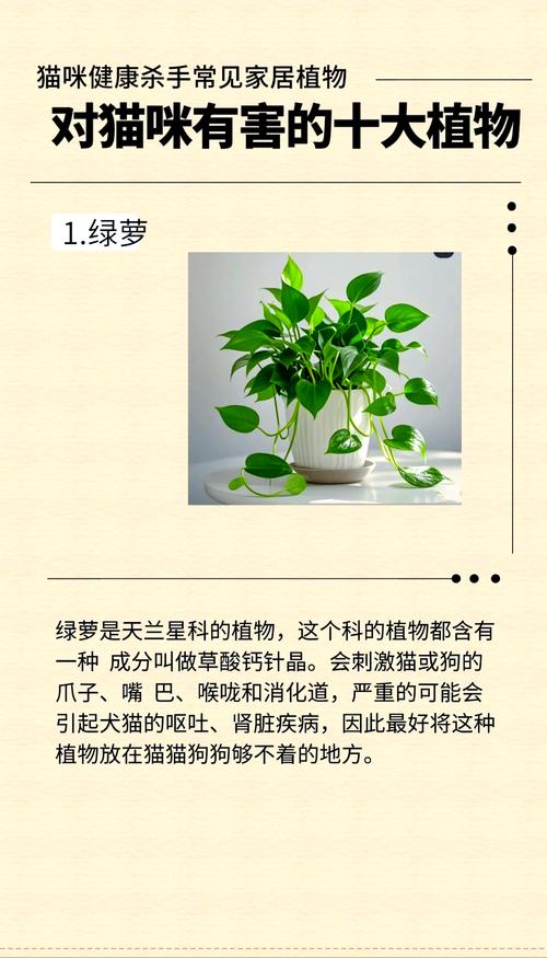 猫咪吃什么植物会有危险?
