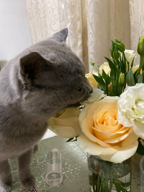 猫咪为什么喜欢吃桔梗花