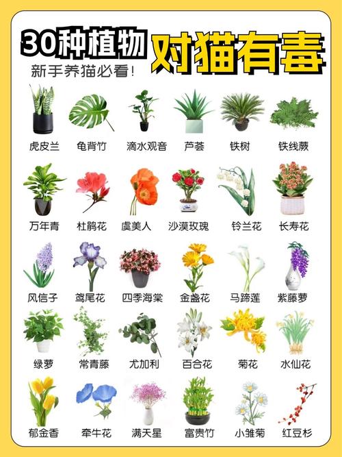 小猫可以吃什么草