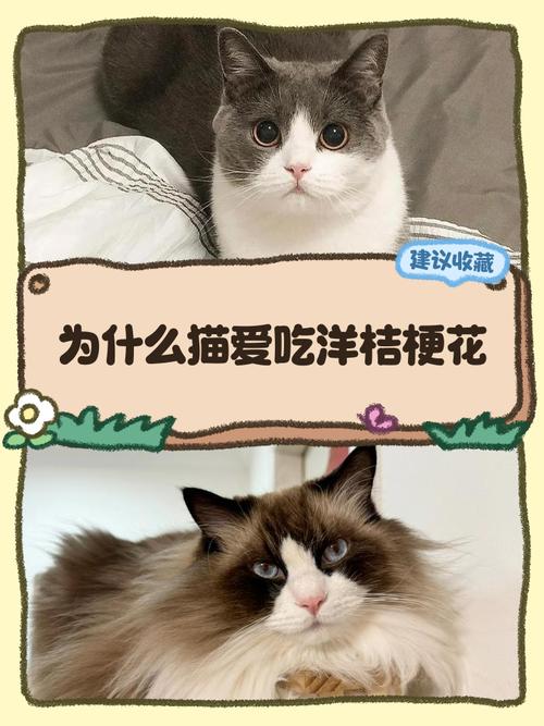 猫吃什么草图片欣赏