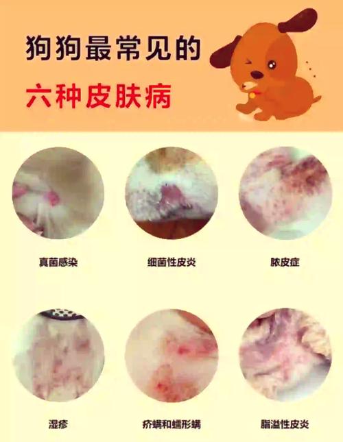 狗狗最容易患上哪些传染病?