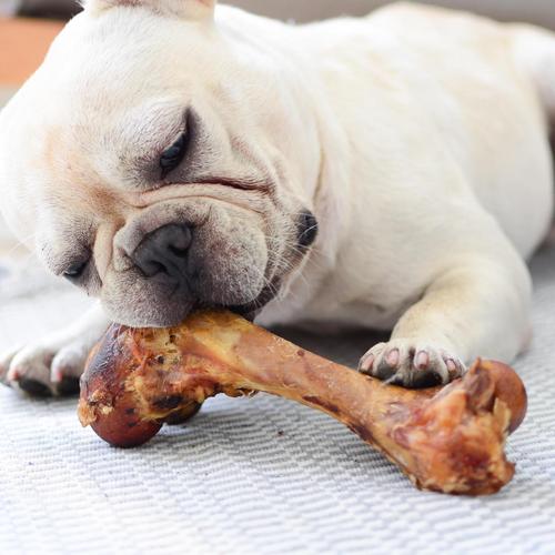 小狗多大可以吃骨头