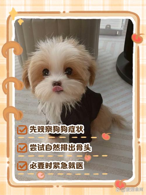 两个多月的小狗可以吃猪骨头吗?