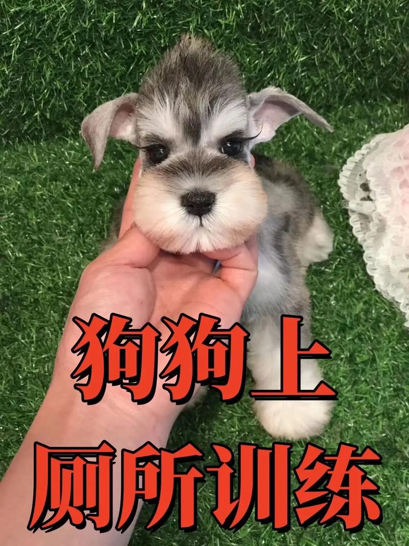 雪纳瑞总是咬狗厕所里的尿垫怎么办?