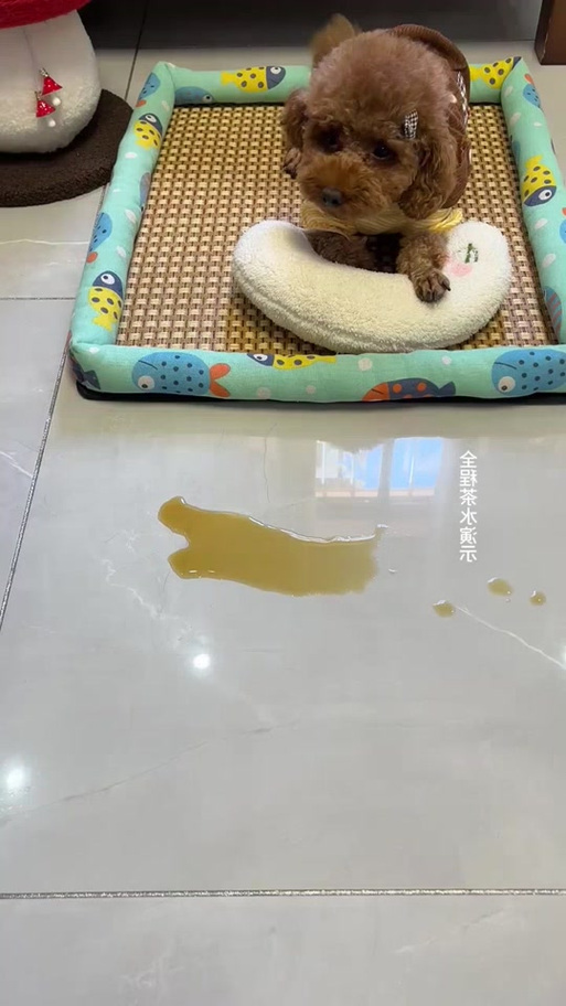 我家狗狗老爱咬尿垫怎么办呢?
