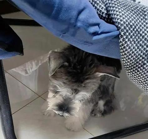 狗撕尿垫应该怎么办