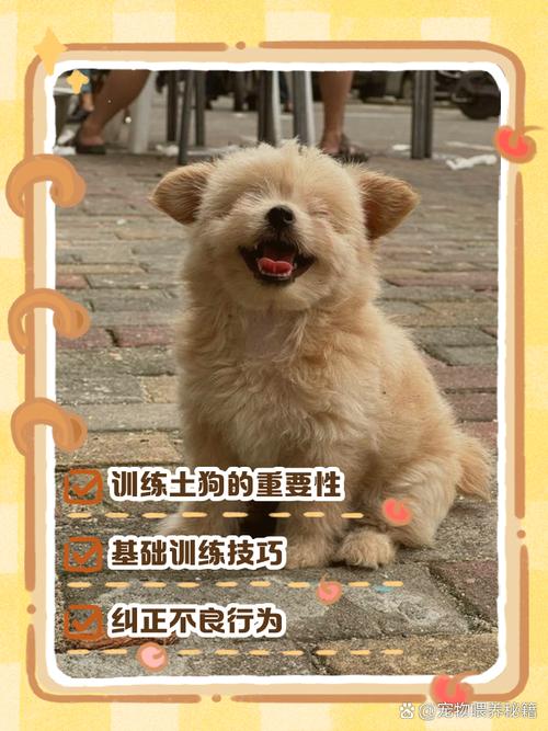 如何把土狗(中华田园犬)训练得很听话?