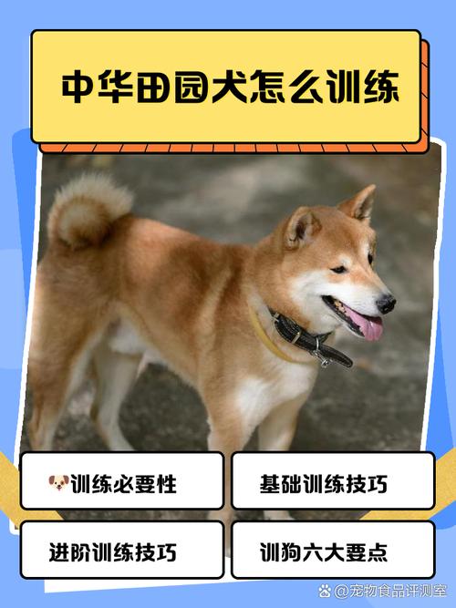 怎么训练土狗,感觉好笨,教了好几月都不会,不听话啊