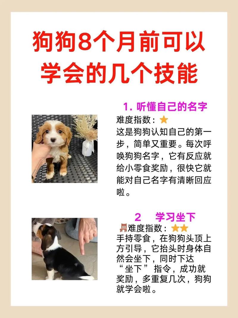 如何训练一只听话的宠物狗?