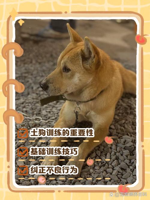 怎样训练才能让狗狗听话,训练狗狗的误区