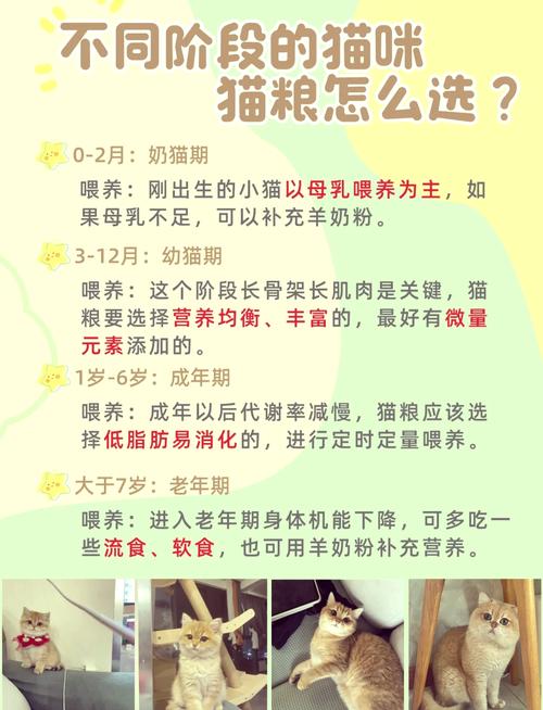 经常换猫粮对猫咪好吗