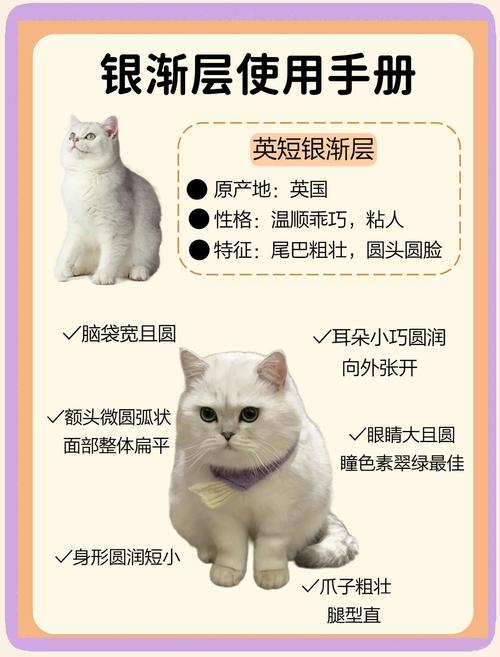 猫咪多大可以打针