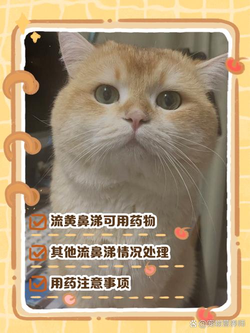 猫咪流浓稠的黄鼻涕